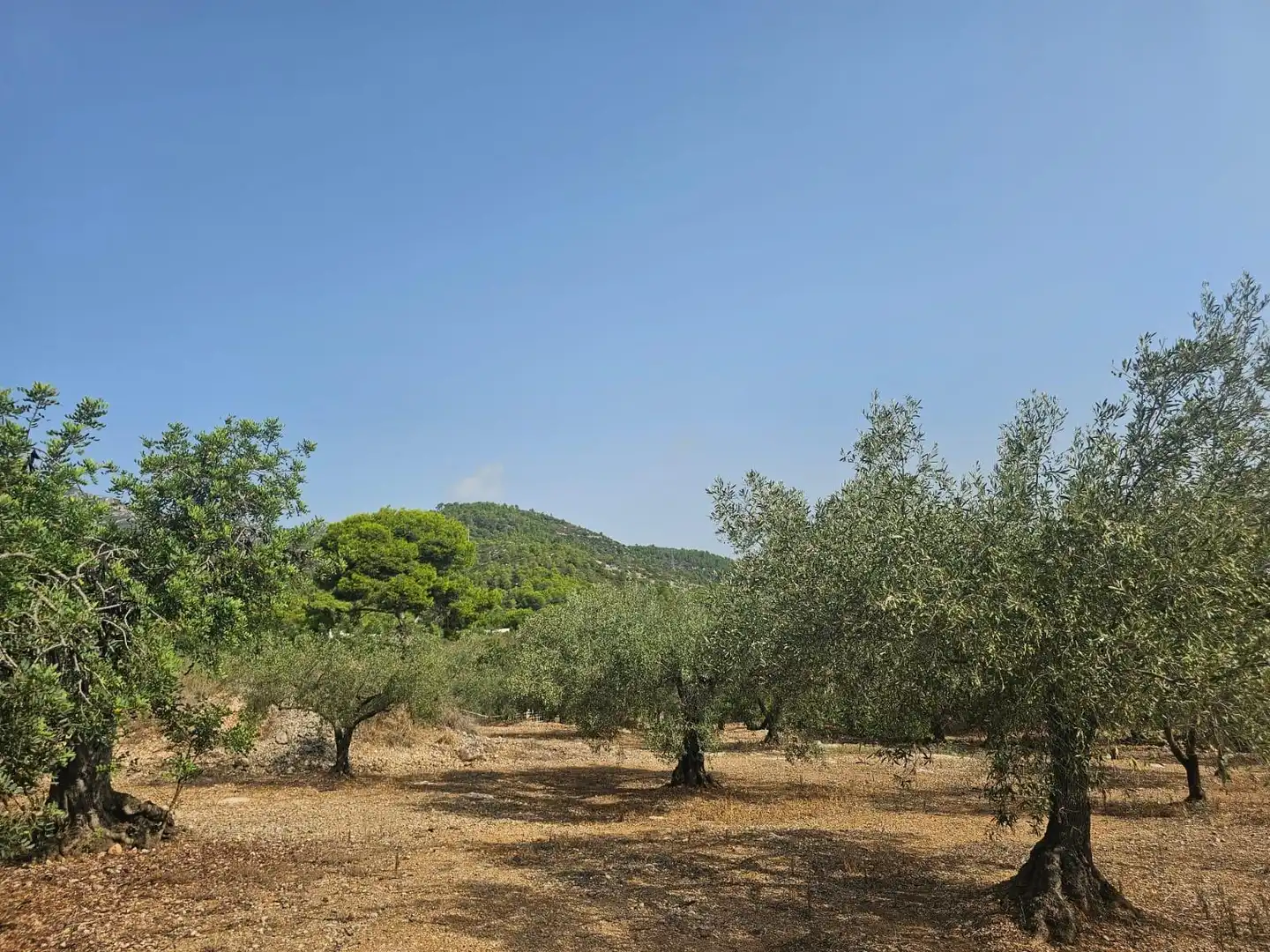 Terreno en venta en Alcanar