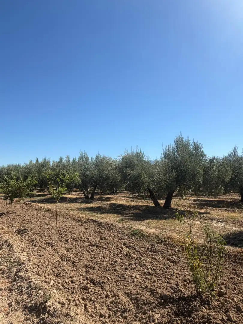 Rural land for sale in Villa de Otura, imagen 4