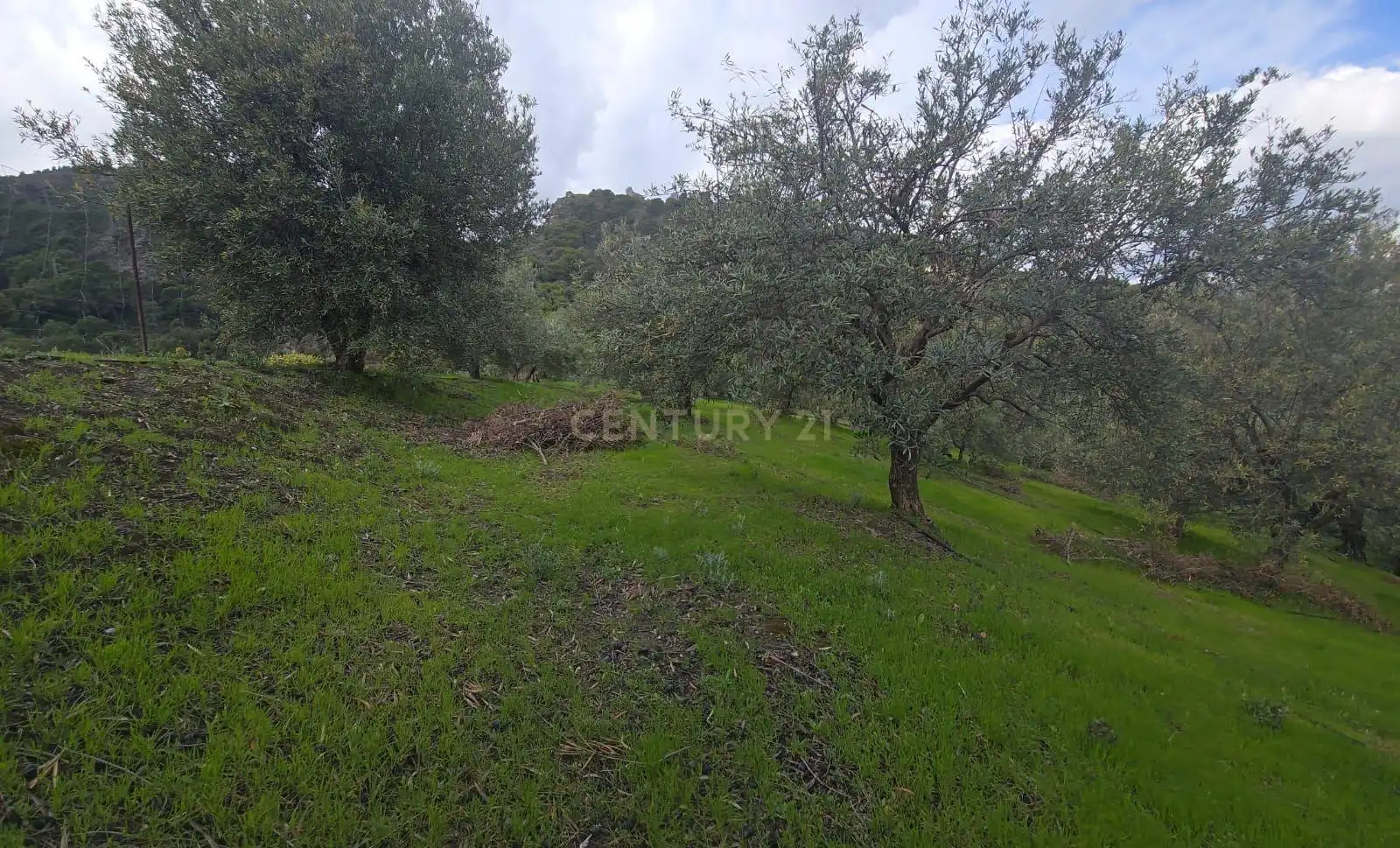 Terreno rustico in vendita a Polígono 11 Parcela 108 EL CERRILLAR. LOS GUAJARES (GRANADA), imagen 8
