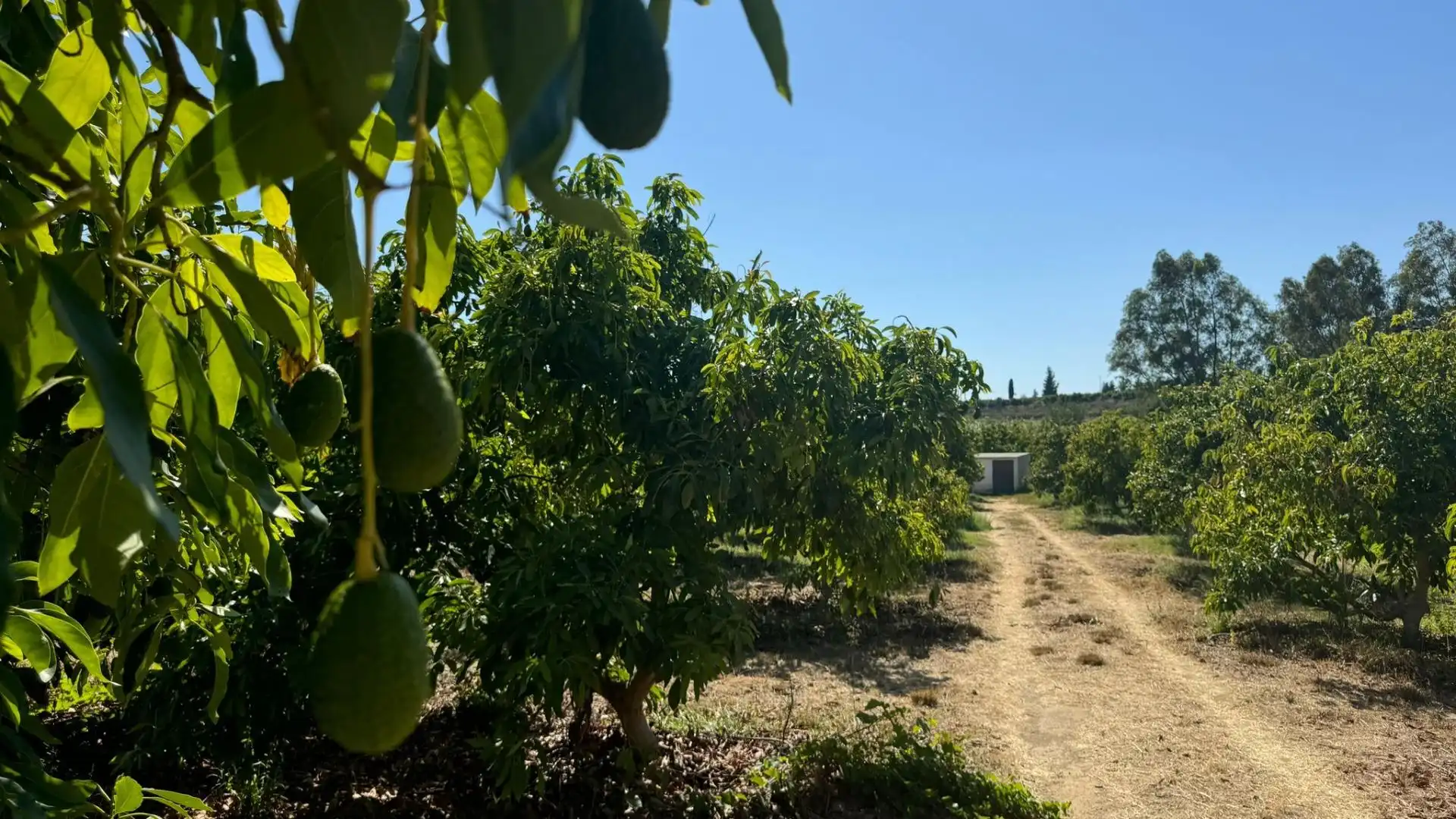 Terreno rustico in vendita a El Romeral - Peñón de Zapata, imagen 5