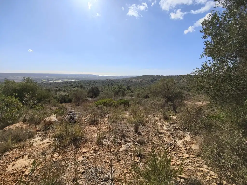 Terreny rústic en venda a Llevant, imagen 20