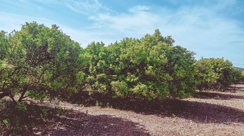 FINCA RUSTICA DE MADARINOS EN VENTA EN SANTA BARBARA TARRAGONA