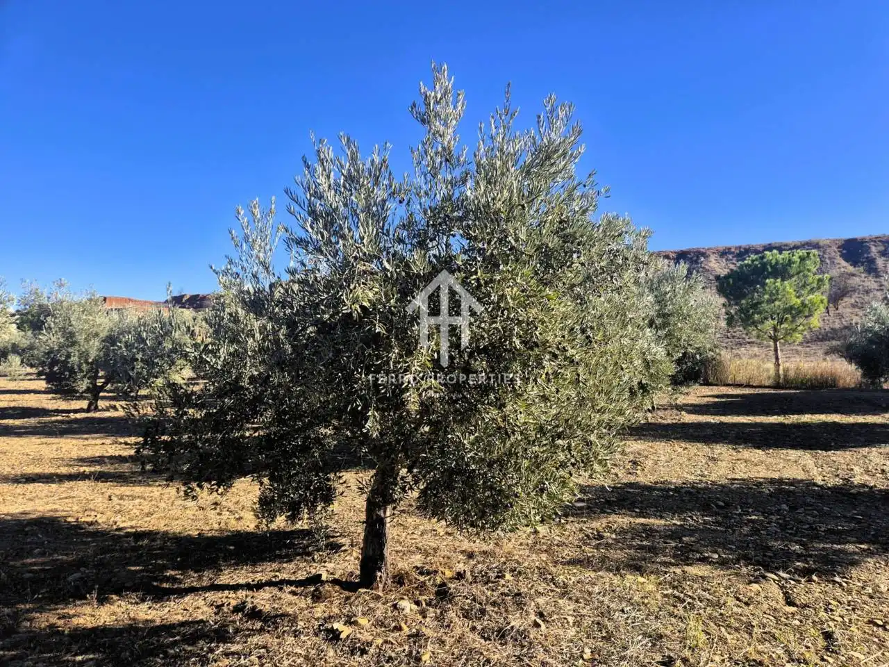 Lands and plots for sale in Lanteira, imagen 15