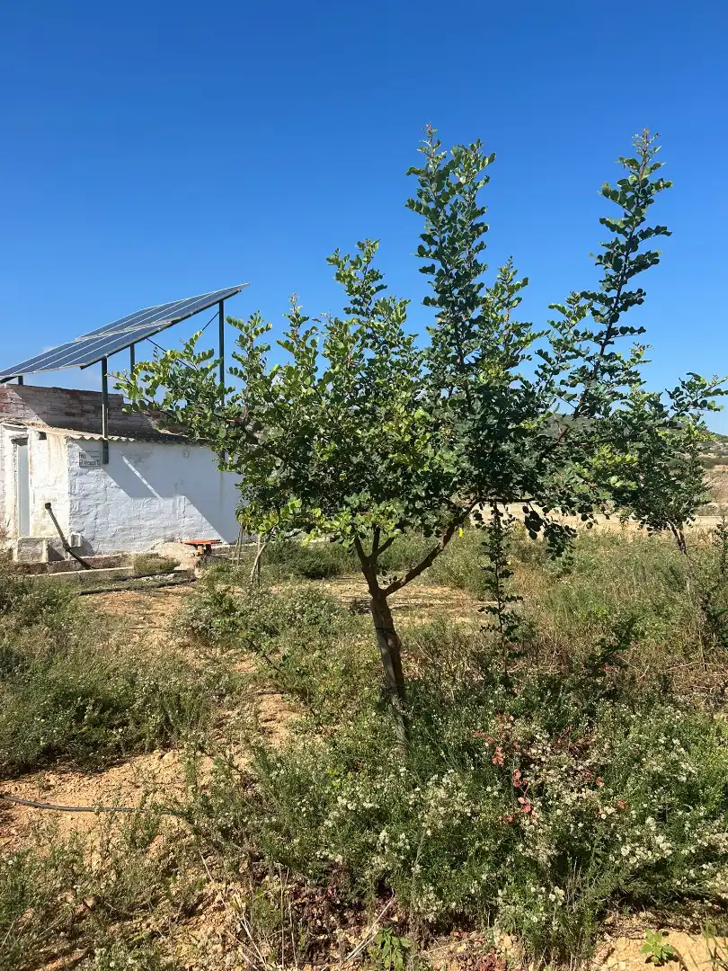 Rural land for sale in Torreblanca, imagen 2