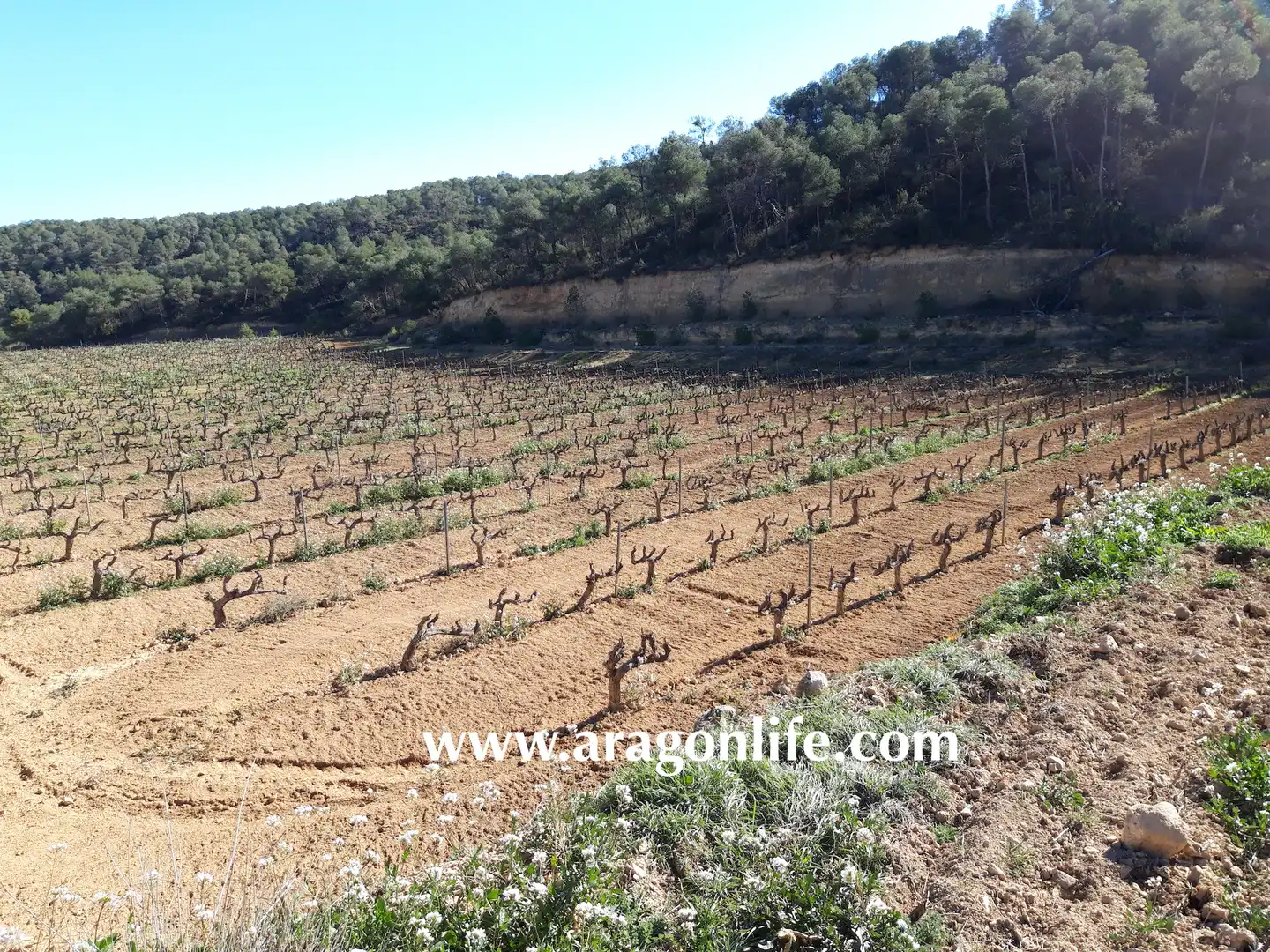 Finca rústica en venta en Nonaspe