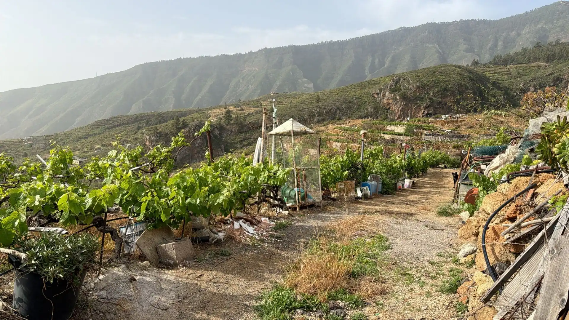 Garten von Lagerraum zum Verkauf in Güímar