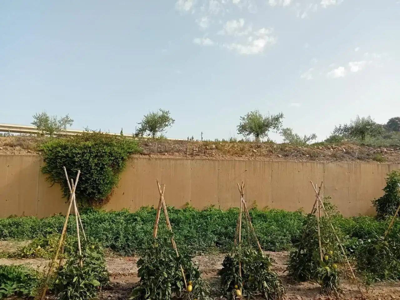 Jardí de Finca rústica en venda en Villanueva Mesía amb Jardí privat i Terrassa