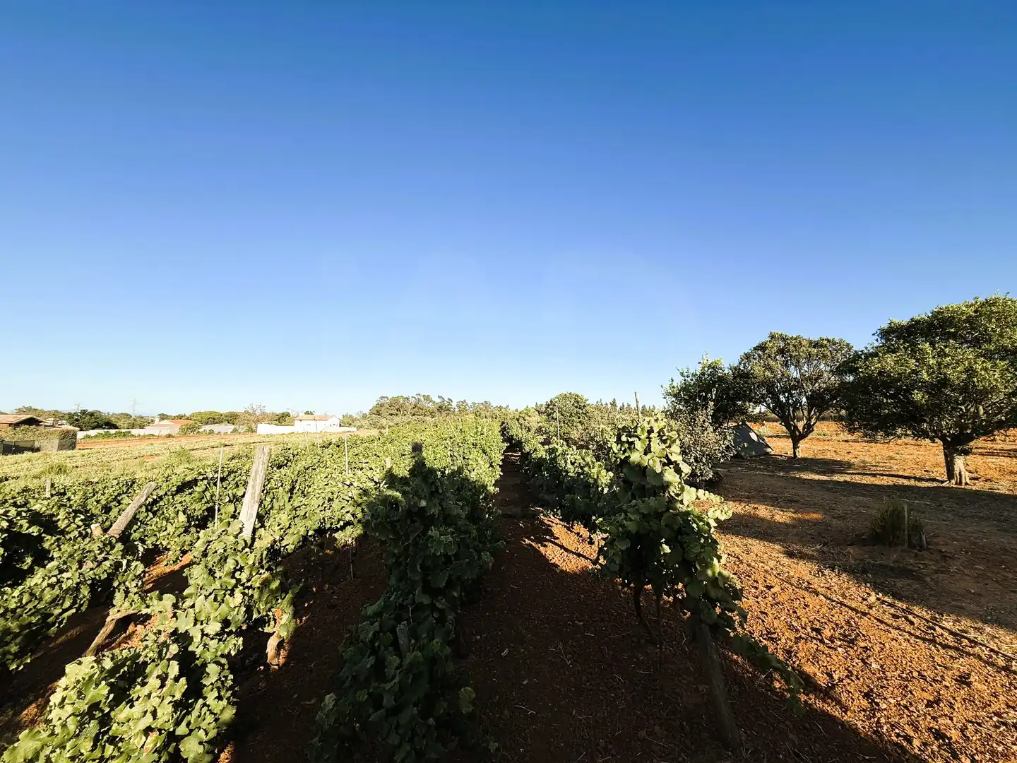 Terreni e lotti in vendita a DS PAGO MELILLA 536 POLIGONO 16 PARCELA 536, imagen 7
