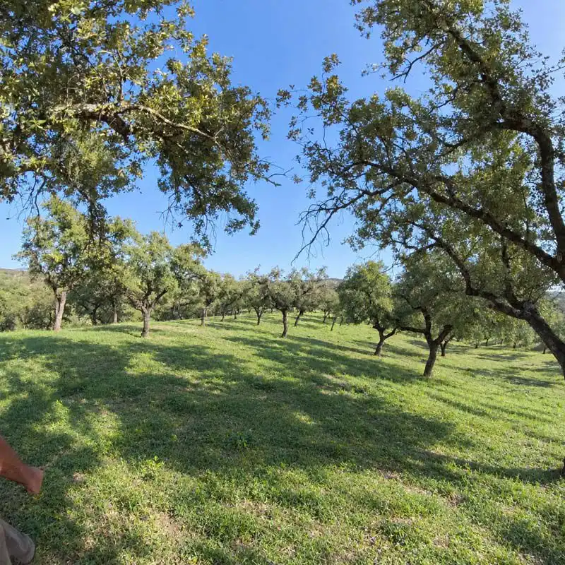 Terreno residenziale in vendita a Santa Olalla del Cala, imagen 6