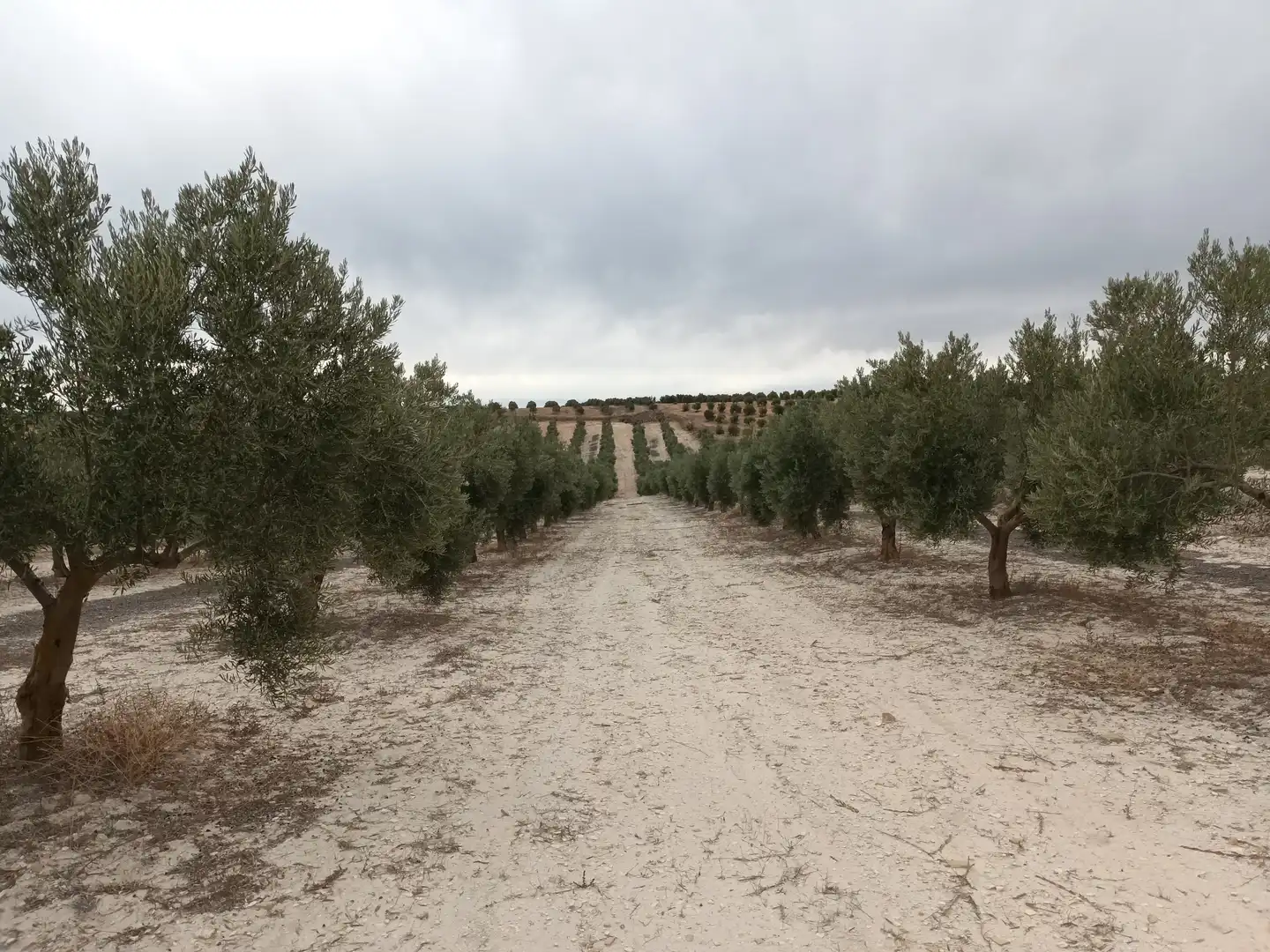 Terreno en venta en Cabra del Santo Cristo