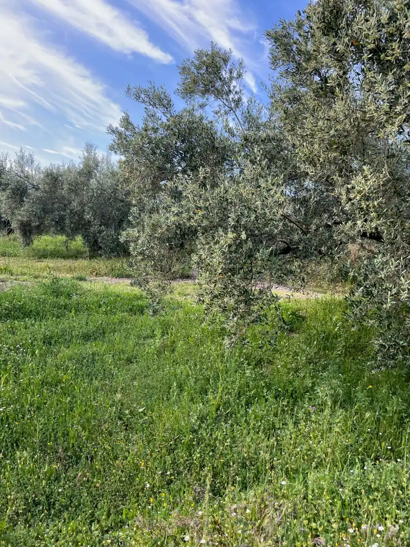 Terreno rustico in vendita a Cabra, imagen 16