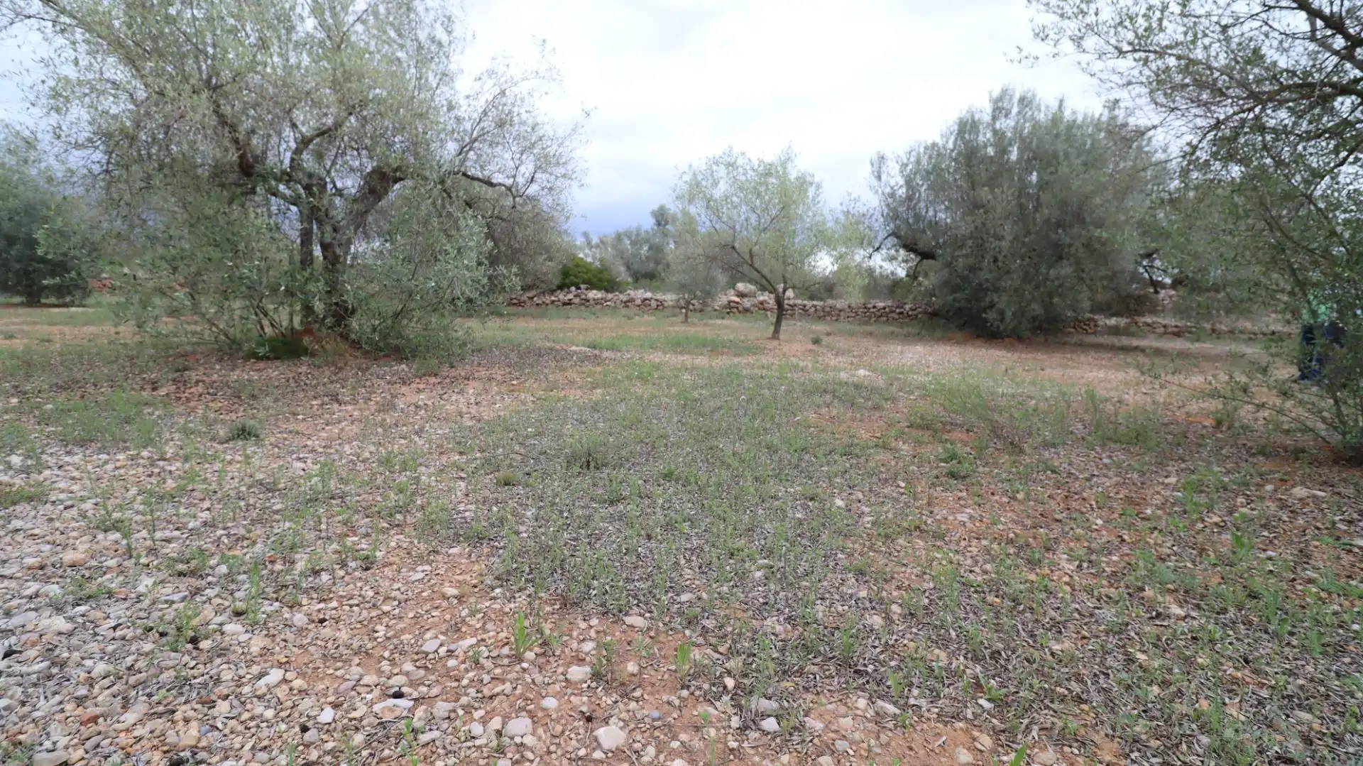 Terreny rústic en venda a Ulldecona, imagen 13