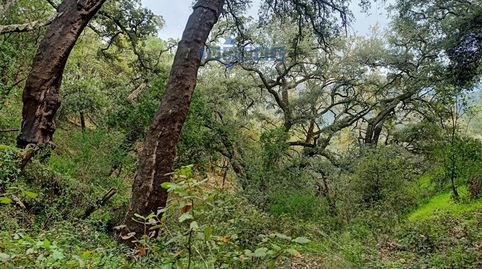 Foto 5 de Finca rústica en venta en Algatocín, Málaga