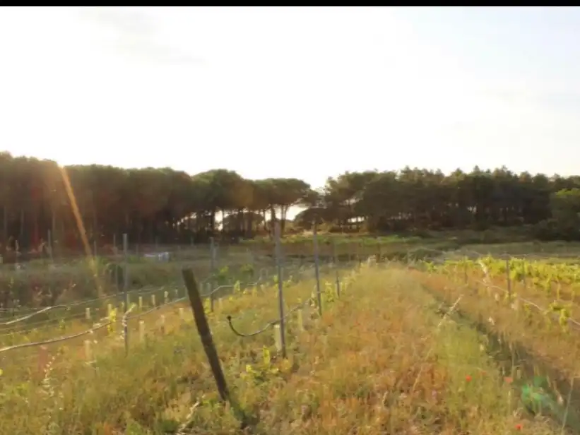 Rustikales Grundstück zum Verkauf in Carretera Tordera 4, imagen 4