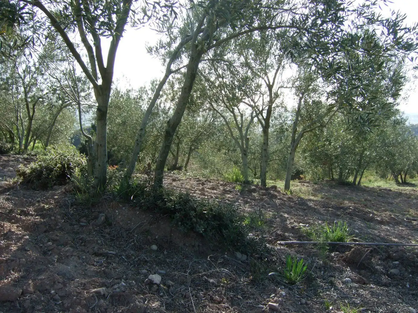 Residential land for sale in Castellbisbal, imagen 10