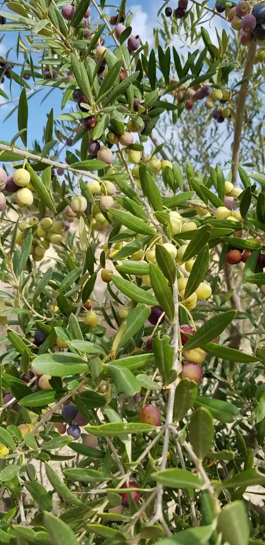 Jardín de Finca rústica en venta en Aigües con Jardín privado