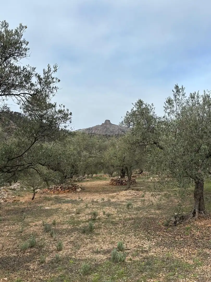 Terrain rustique à vendre à Xerta, imagen 2