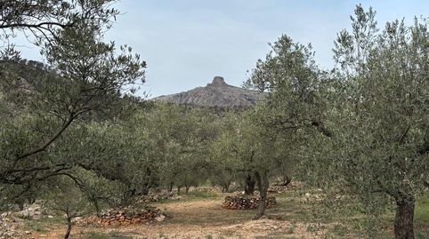 FINCA DE OLIVOS CON CASITA, imatge 2