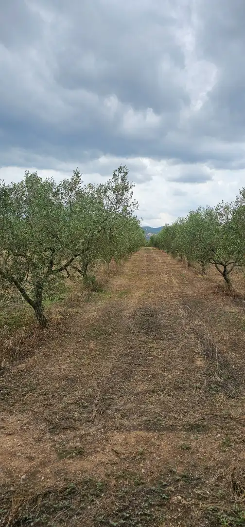 Land for sale in Móra d'Ebre