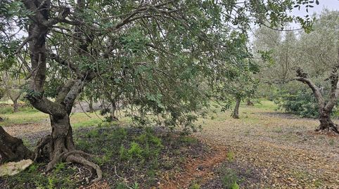 Foto 4 de Finca rústica en venta en Nord, La Ràpita