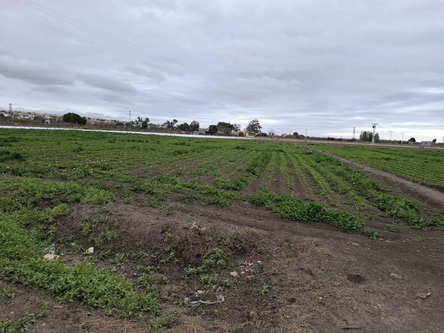 Terreno rustico in vendita a Partida lo Pedreño