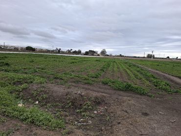Terreno rústico en venta en Partida lo Pedreño