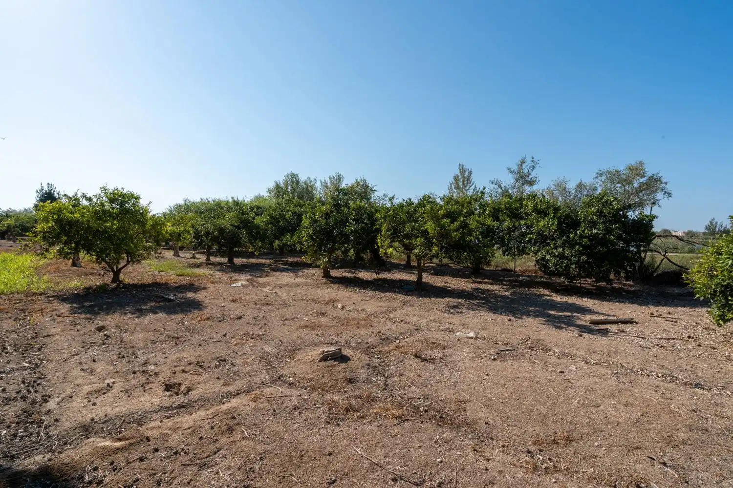 Rural land for sale in Deltebre, imagen 2