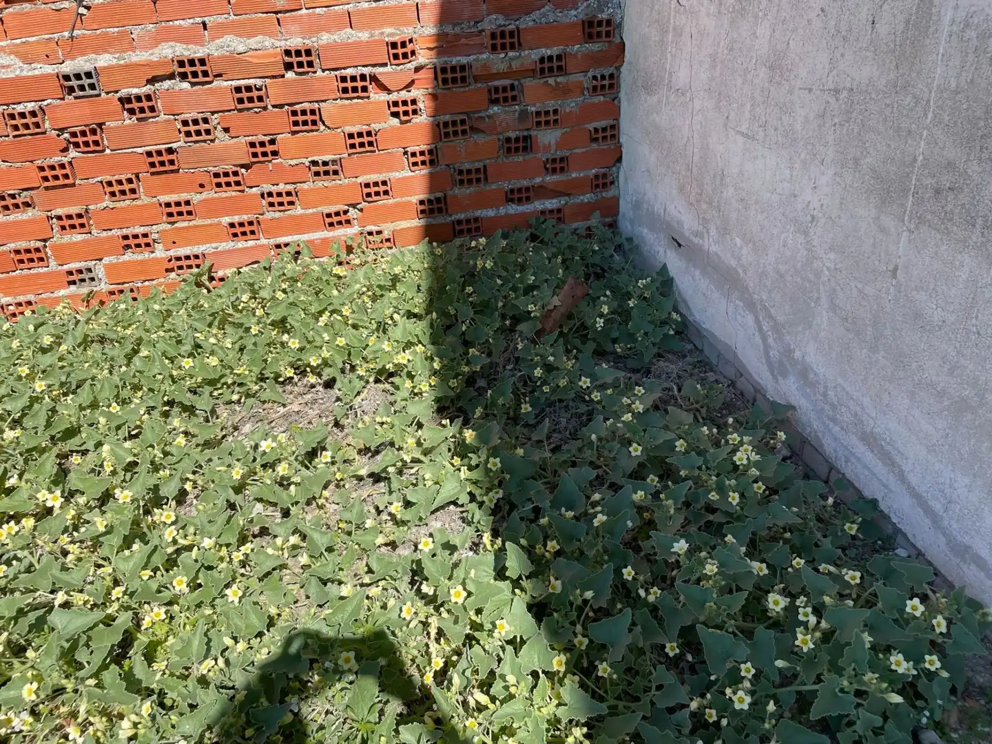 Rustikales Grundstück zum Verkauf in La pavera, imagen 43
