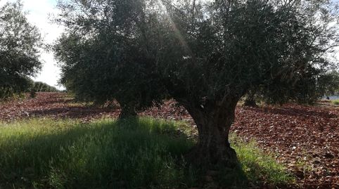 oferta de olivar , immagine 4