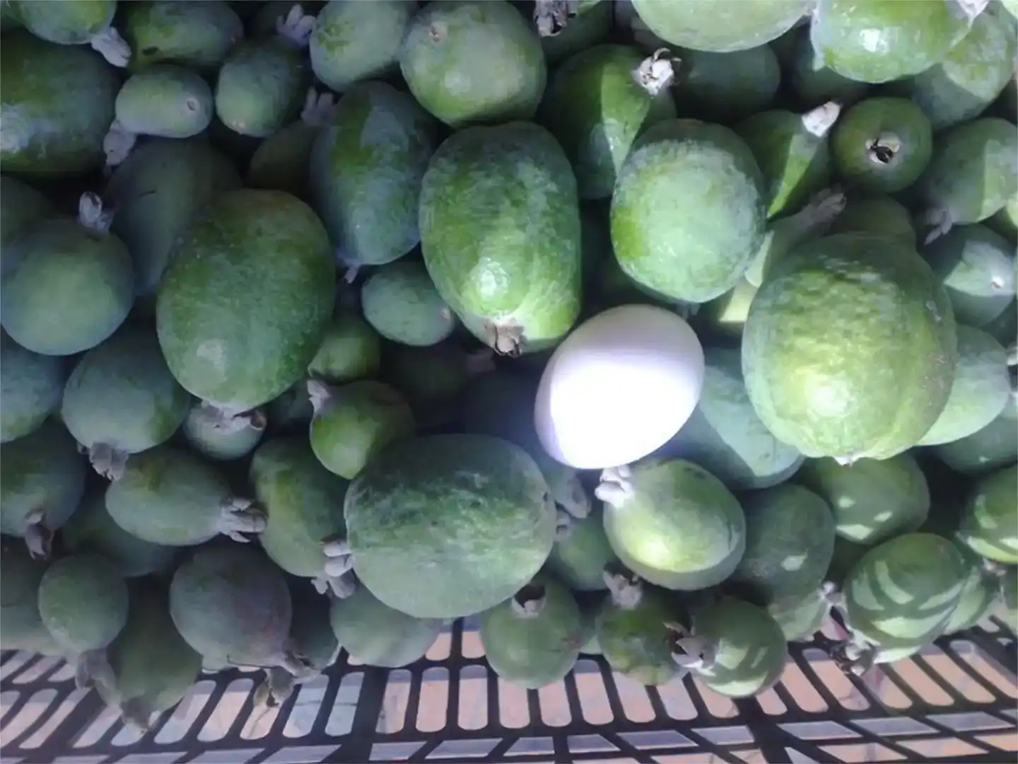 Lagerraum zur Miete in Alájar