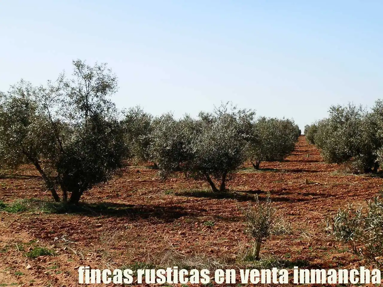 Rural land for sale in Valdepeñas, imagen 21