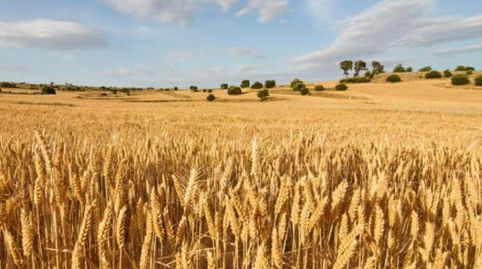 FINCAS 9,17 HA cultivables en Guimerá