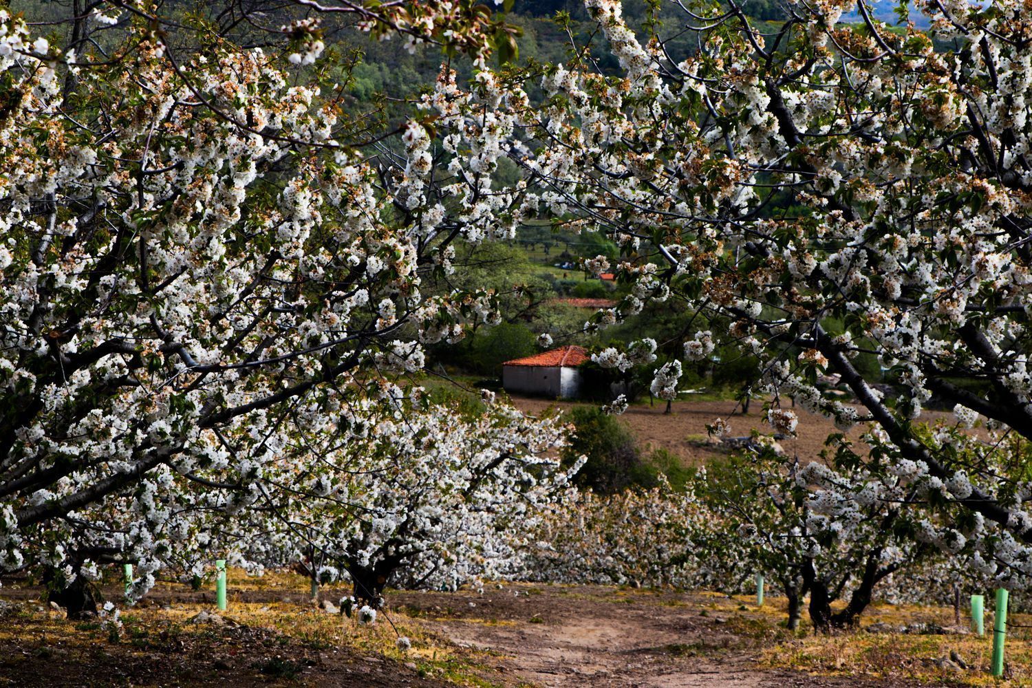 Jardín de Finca rústica en venta en Jarandilla de la Vera con Aire acondicionado, Calefacción y Jardín privado