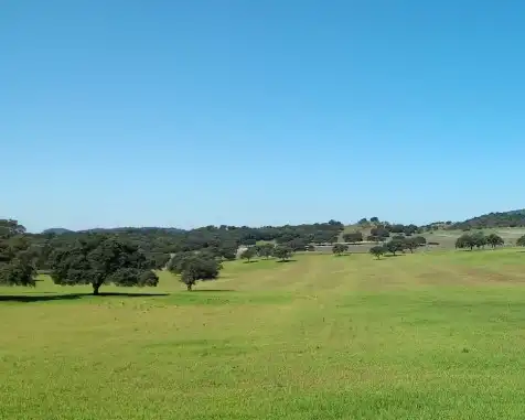 Rural land for sale in Marchena, imagen 7