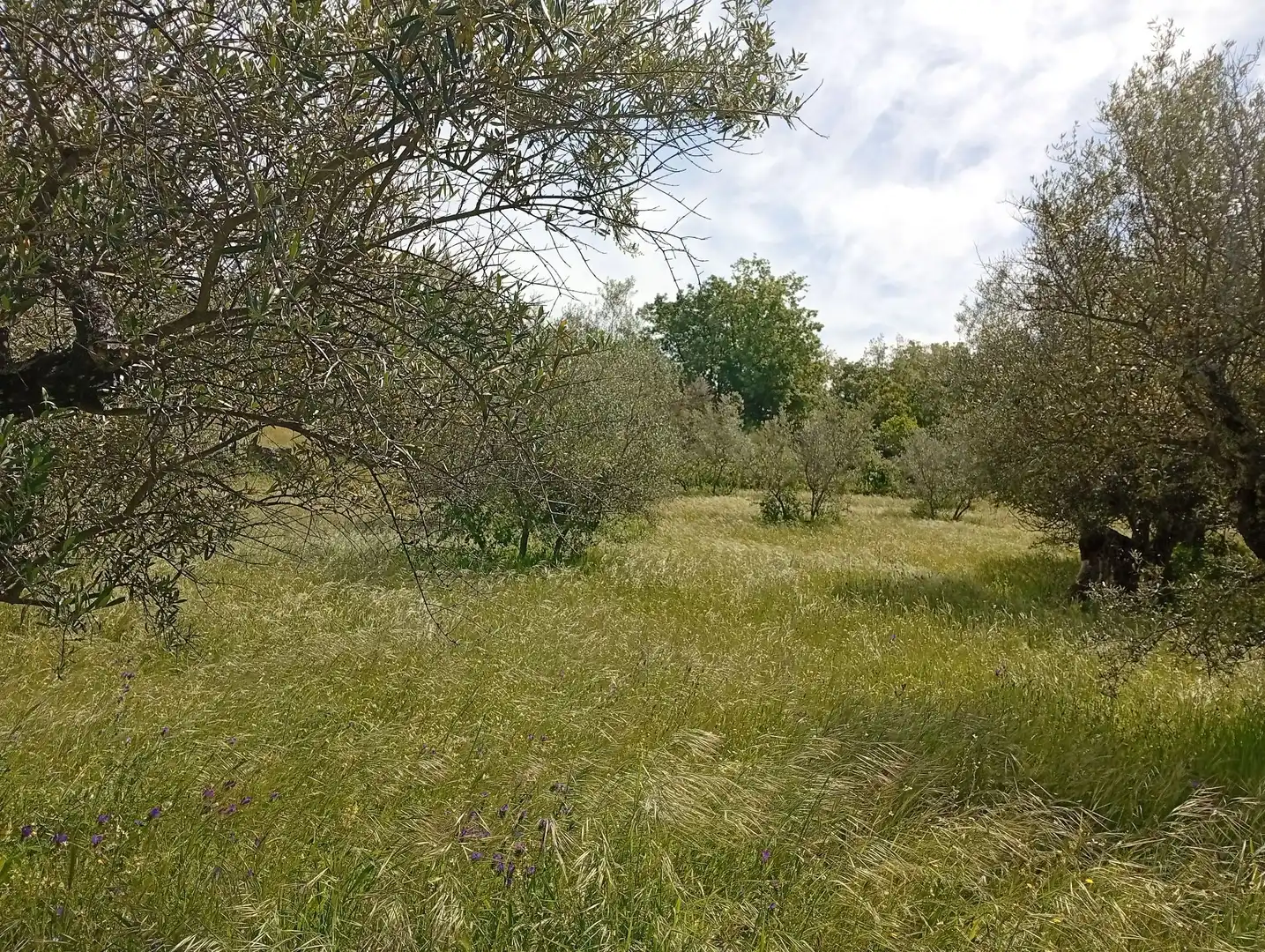 Terreni e lotti in vendita a Villanueva de la Vera, imagen 57