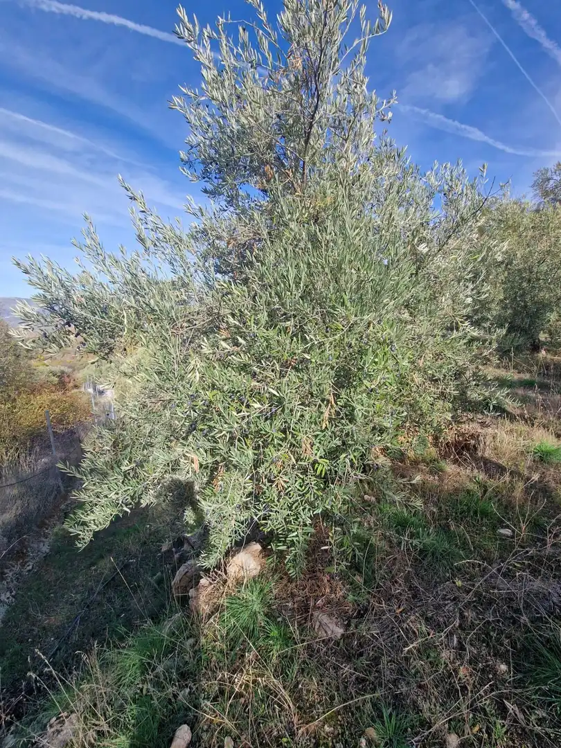 Maison rustique avec jardin à vendre à Cogollos de la Vega, imagen 82