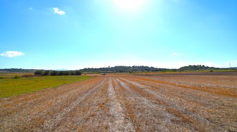 Finca rústica con posibilidad de vivienda en Muro, imatge 3