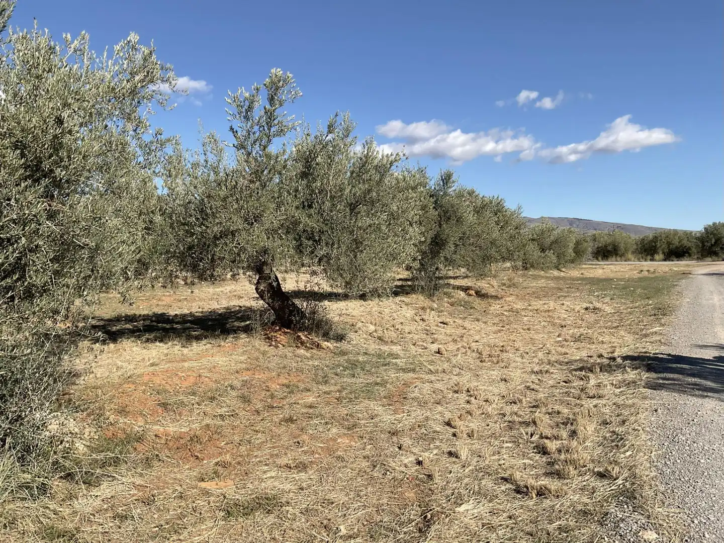 Land for sale in Padules