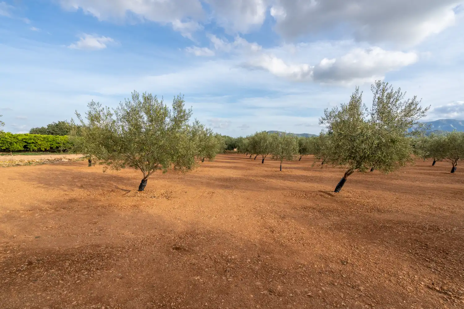 Rural land for sale in T-331 12, imagen 2
