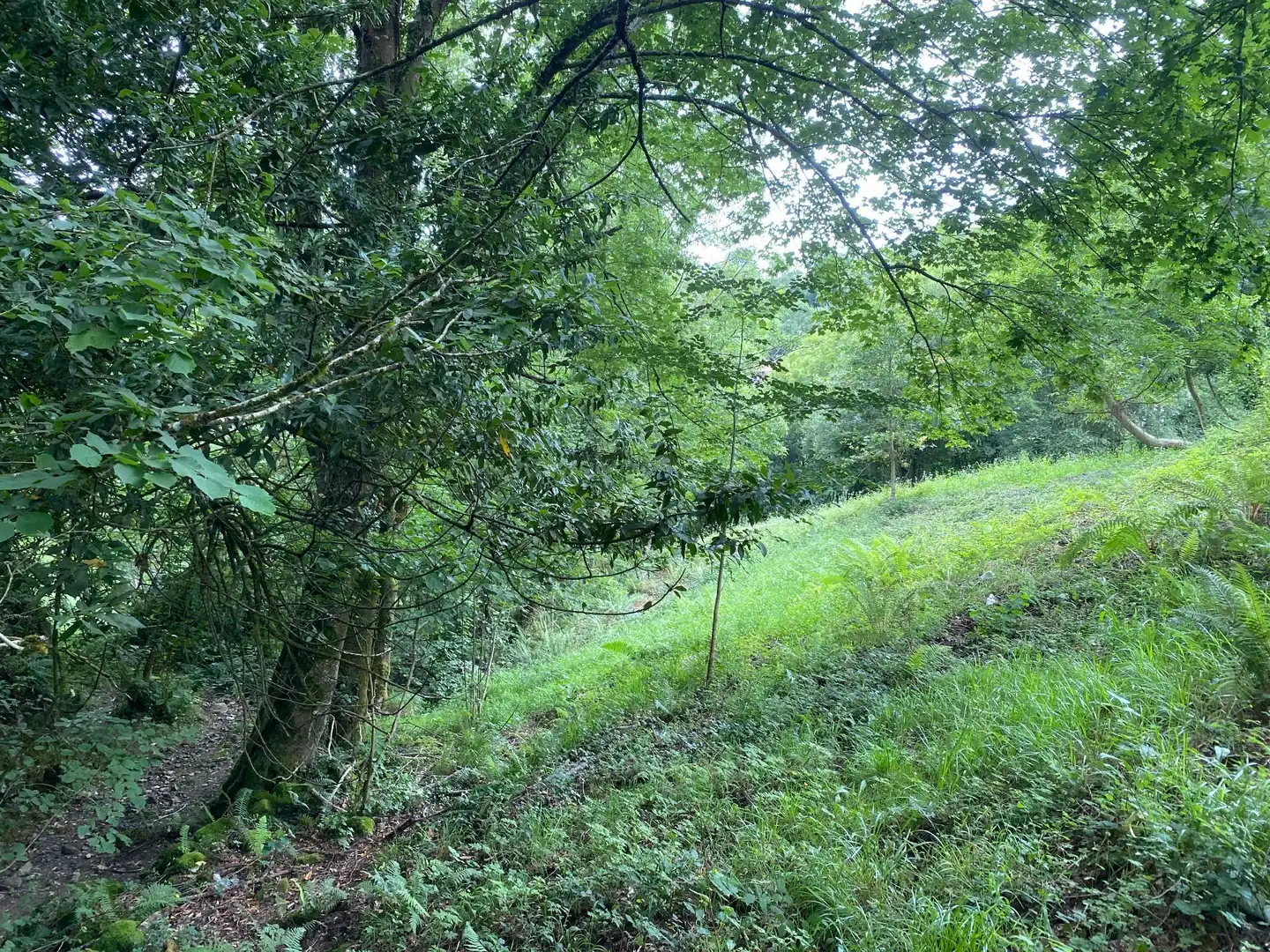 Terreni e lotti in vendita a Cangas de Onís, imagen 3