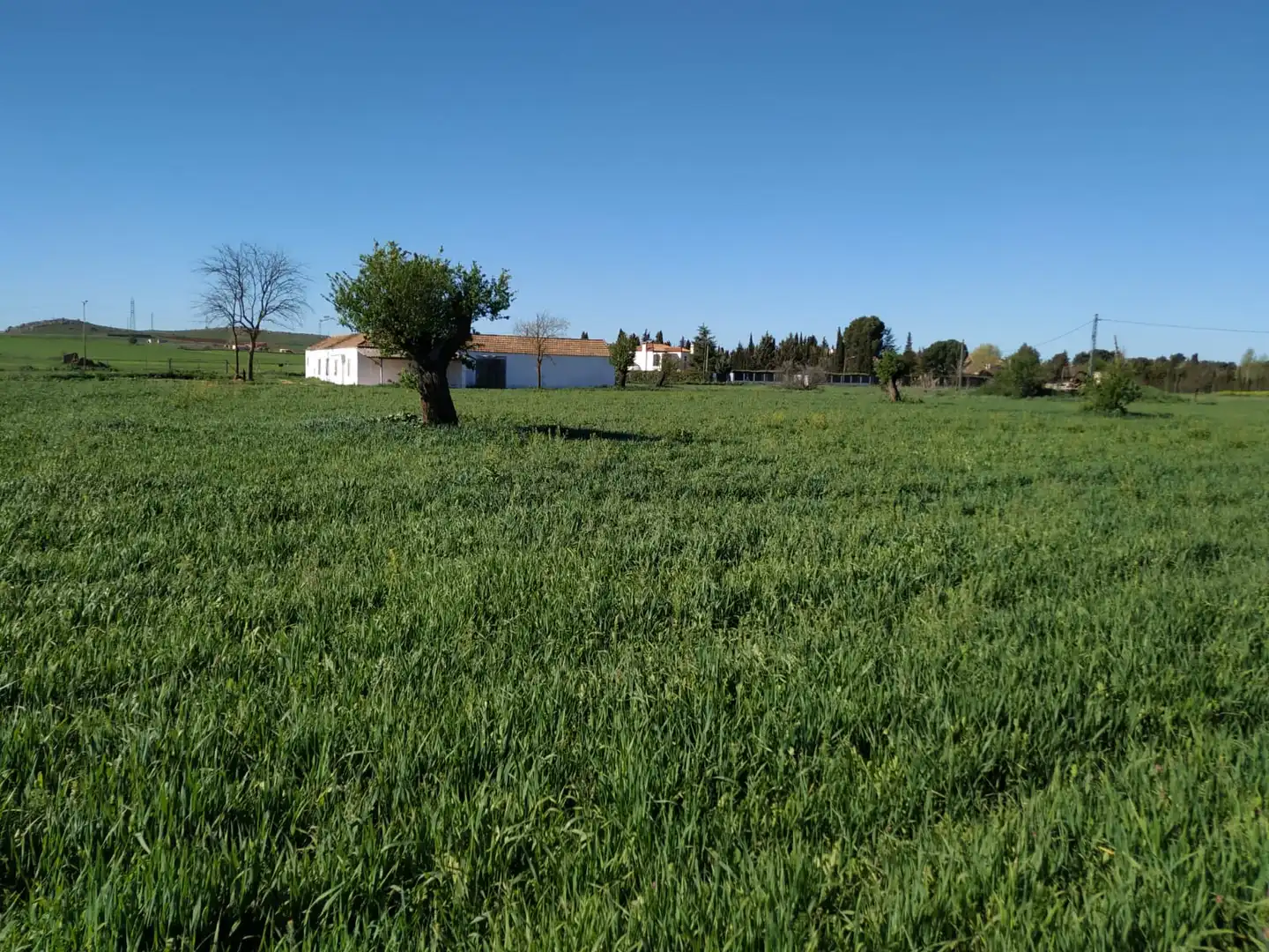 Terreno rustico in vendita a Los Rosales, imagen 3