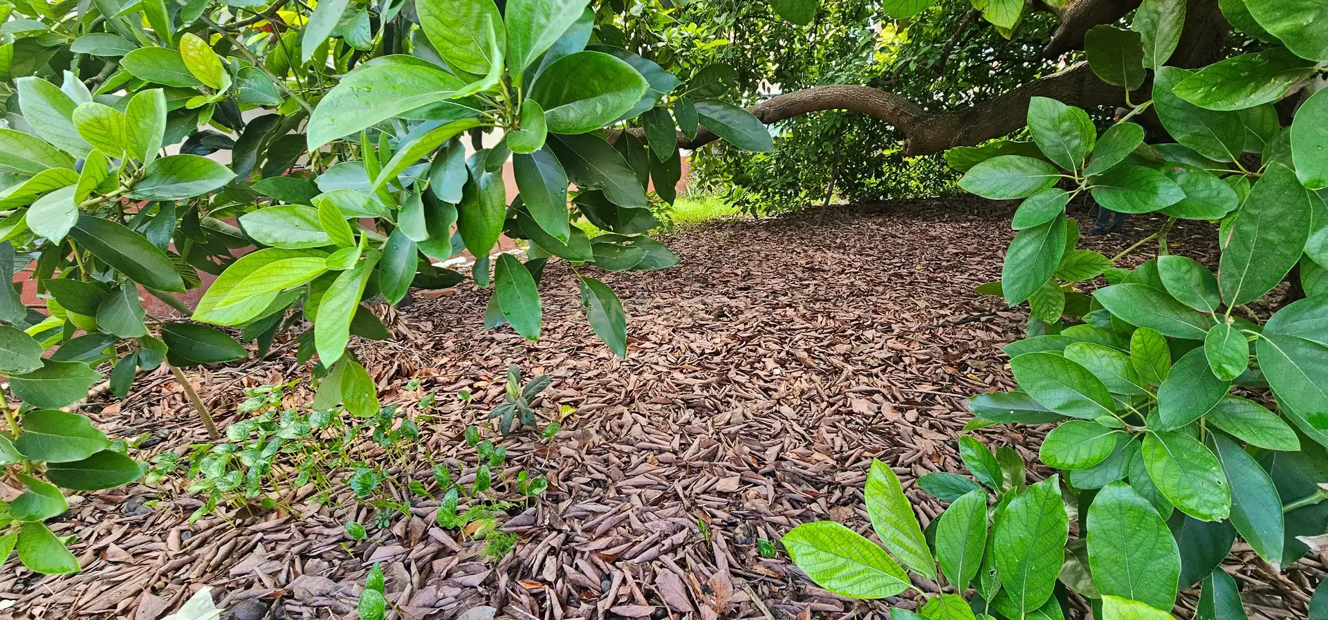 Garten von Residential zum Verkauf in Piles