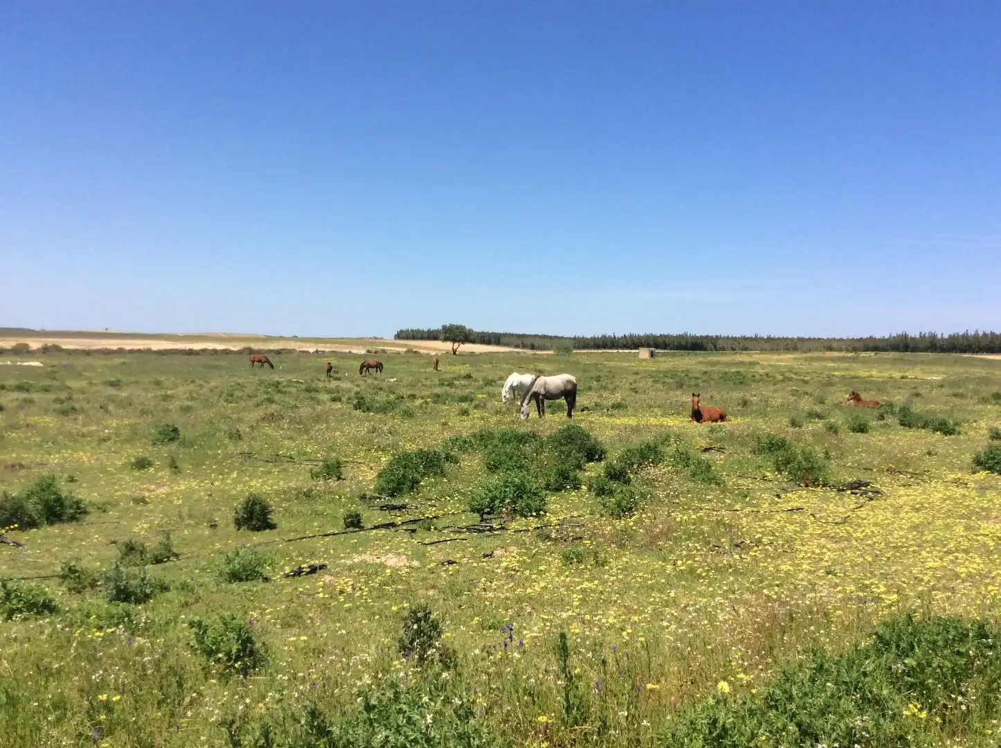 Land for sale in Almonte