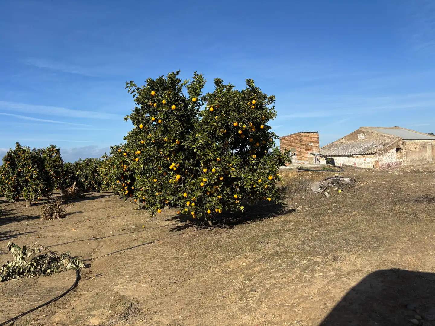 Land for sale in Sanlúcar la Mayor