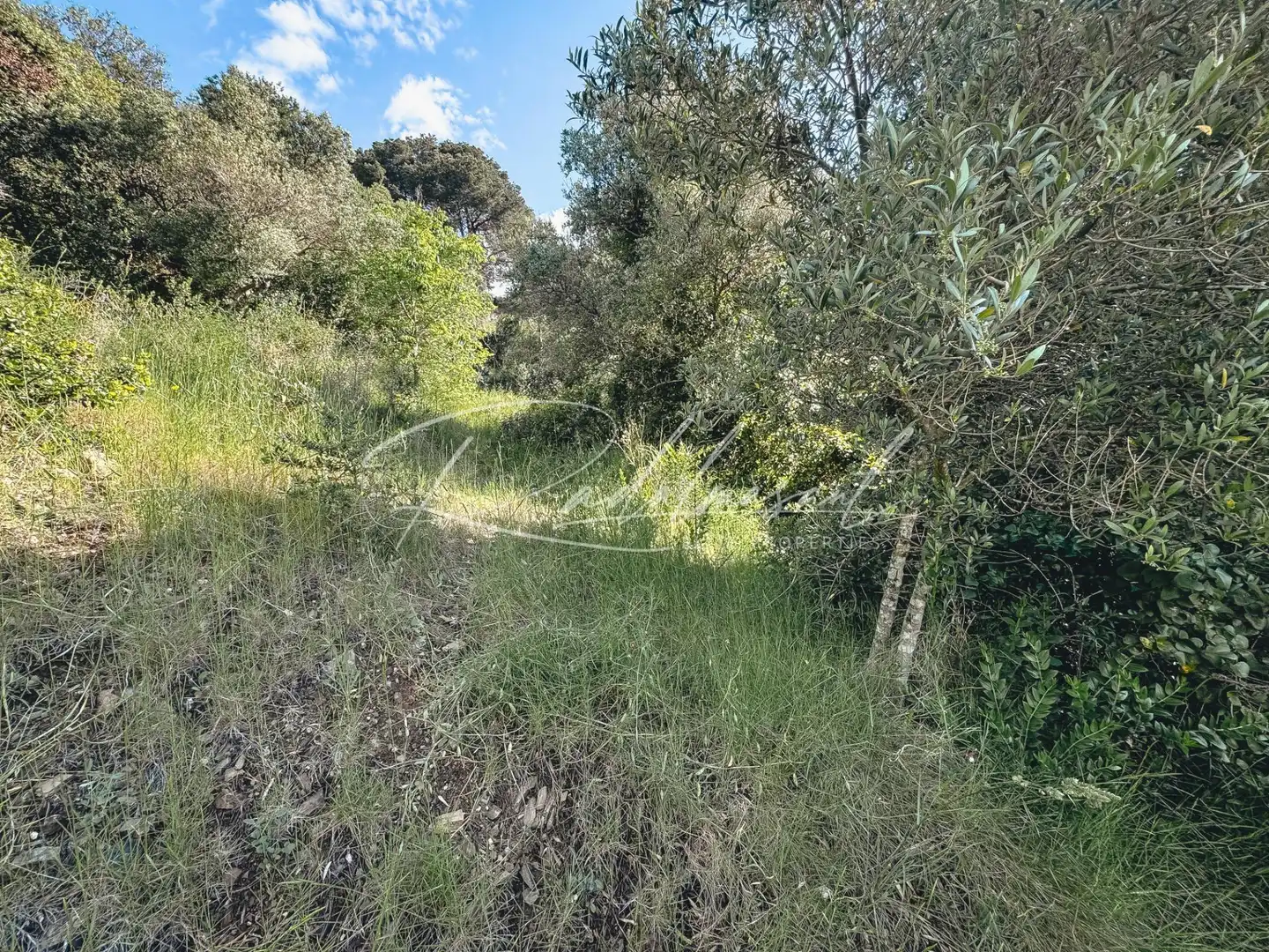 Terrain résidentiel à vendre à Almoster, imagen 9