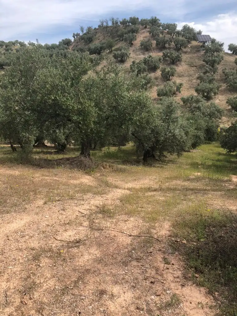 Terreny rústic en venda a Priego de Córdoba, imagen 2