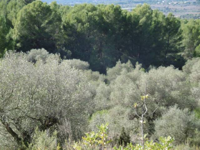 Terreno en Venta en Vall d'Alba