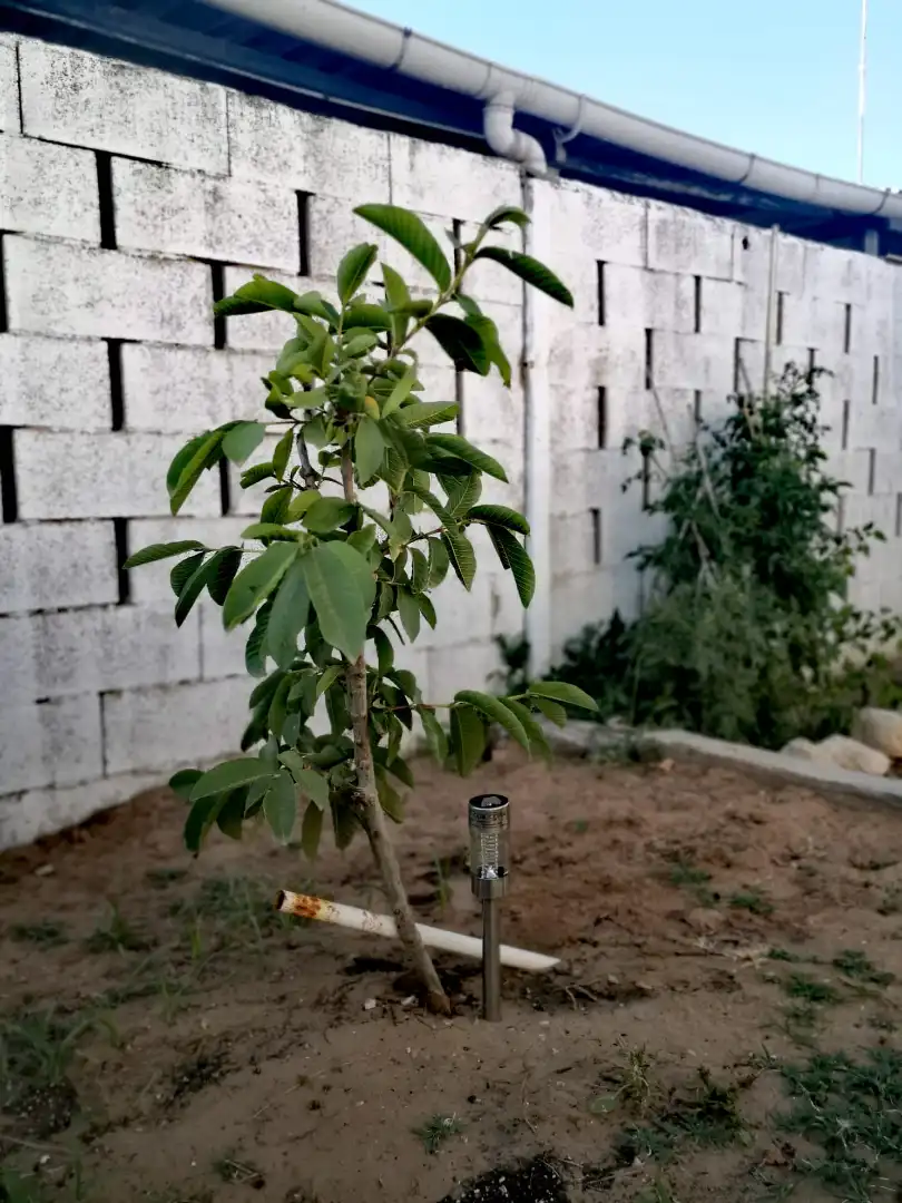 Jardí de Casa o xalet en venda en Cullera amb Aire condicionat, Jardí privat i Terrassa