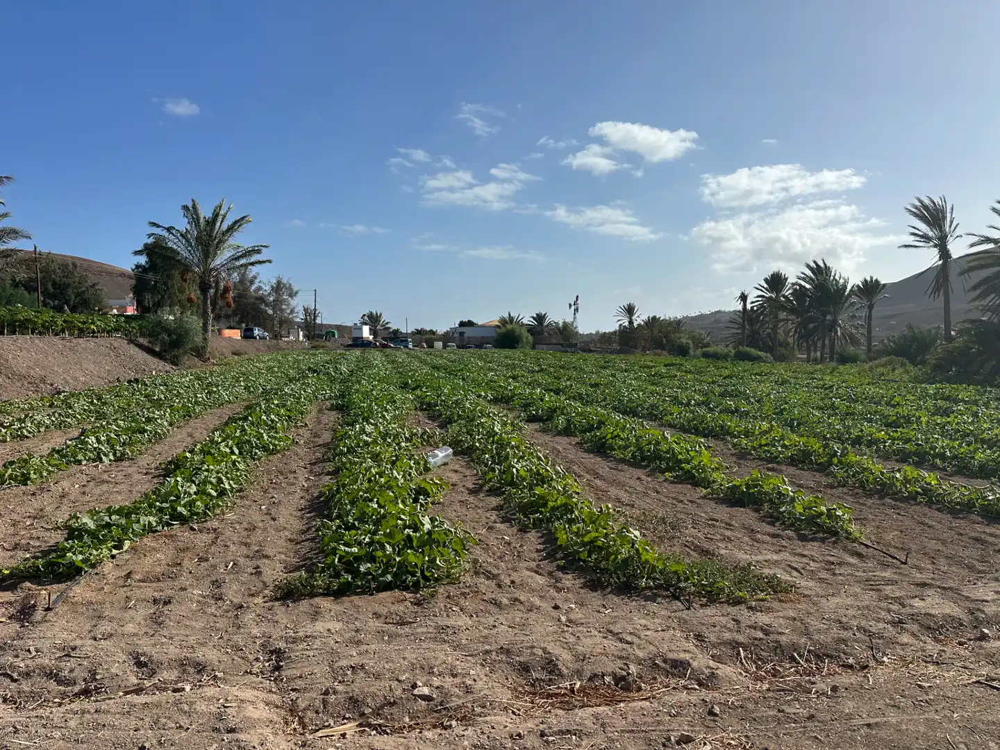Finca rústica en venda en Pájara amb Jardí privat, Moblat i Forn