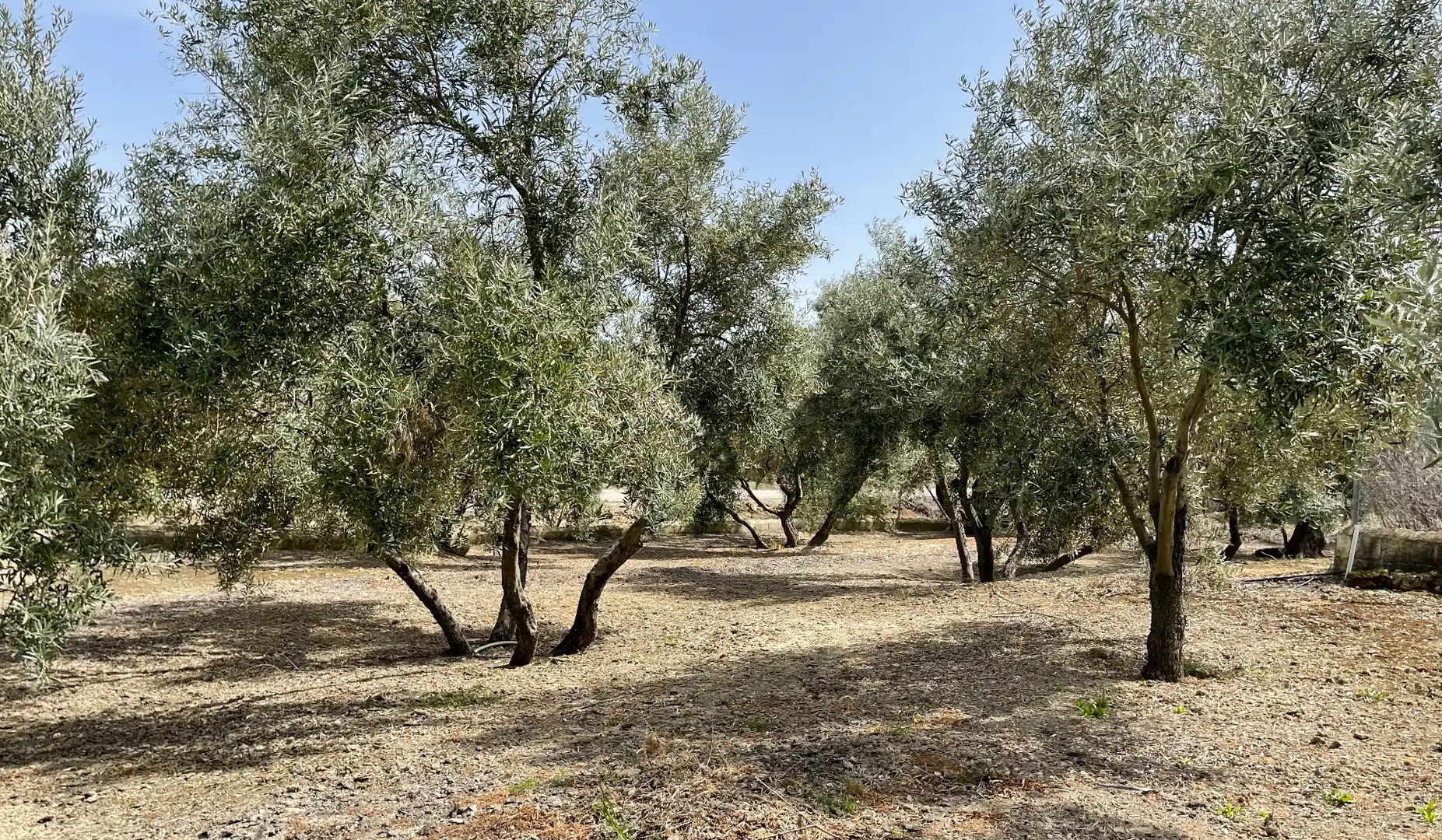Terrenos y solares en venta en Úbeda, imagen 2